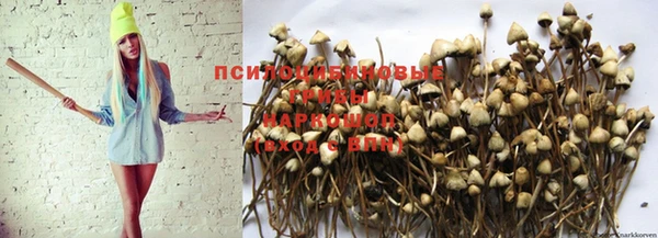 кокс Баксан
